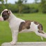 chiots-american-staffordshire-terrier