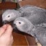 perroquets-gris-du-gabon