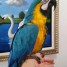 perroquet-d-ara-bleu-et-or-a-vendre