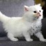 chaton-british-longhair-a-donner-contre-bon-soin