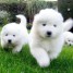 magnifiques-chiots-samoyede-pure-race