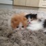 adorable-chaton-persan-a-adopter