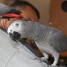 a-donner-femelle-perroquet-gris-du-gabon