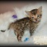 adorable-chaton-bengal-a-donner