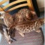 magnifiques-chatons-bengal