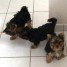 chiots-yorkshire-terrier-a-adopter
