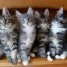 magnifiques-chatons-maine-coon