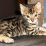 jolies-chatons-bengale-adonner-pour-adoption
