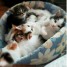 chatons-norvegien-cherche-encore-un-foyer-claire2014france-gmail-com