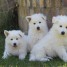 disponible-chiot-berger-blanc-suisse