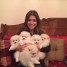 magnifiques-chiots-type-spitz-nain-lof