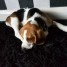 beaux-chiots-beagle-race-pure-disponible-pour-adoption