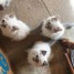 chatons-ragdoll-recherche-nouveau-familles