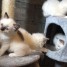 chatons-ragdoll-recherche-nouveau-familles