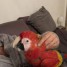 magnifique-perroquet-ara-macao-ara-rouge