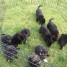 chiots-berger-allemand-male-and-femelle
