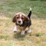 bb-chiot-beagle