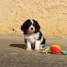 bb-chiot-cavalier-king-charles