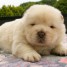 bb-chiot-chow-chow