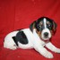bb-chiot-jack-russell