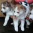 d-adorables-chiots-husky-siberien-a-adopter