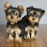 d-adrables-chiots-yorkshire-terrier-a-adopter
