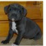 a-donner-chiots-staffordshire-bull-terrier