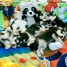 bebes-de-race-husky-chiots-siberien-disponibles-pour-adoption