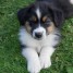 a-donnez-chiot-chiot-berger-australien-femelle