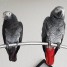 donne-couple-perroquet-gris-du-gabon