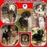 divers-chiots-disponibles-de-petites-tailles