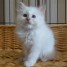 adorables-chatons-sacre-de-birmanie