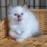 adorables-chatons-sacre-de-birmanie