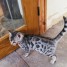 adorables-chatons-type-bengal