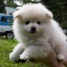 adorable-chiots-spitz-nain