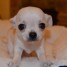 a-donner-adorables-chiots-chihuahua-marrons
