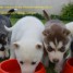 donne-chiots-husky-siberien-0644632517-champommier-aline-gmail-com