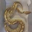 python-royal-python-regius-phase-lesser-femmelle-adulte