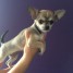 chiot-chihuahua-femelle-poils-courts-non-lof