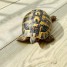 cede-tortue-femelle-de-terre-hermann