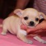 adorable-chiot-chihuahua-femelle-non-lof-a-donner