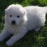 a-donner-chiot-femelle-type-berger-blanc-suisse