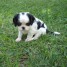 a-donner-chiot-femelle-type-cavalier-king-charles