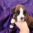 a-donner-chiot-type-boxer-femelle