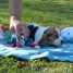 magnifique-chiot-beagle-femelle-a-donner