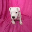 adorable-staffordshire-terrier-americain-a-donner