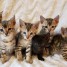 magnifiques-chatons-bengale-disponible