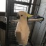 perroquet-cacatoes-triton