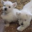chiots-west-highland-white-terrier-a-donner