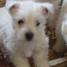 chiots-west-highland-white-terrier-a-donner-quenneprimeau-outlook-com